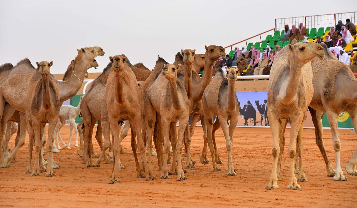 كم تكون قيمة الجائزة التي عرضها الملك عبد العزيز للإبل 1445؟  وما هي أنواع تلك الإبل؟