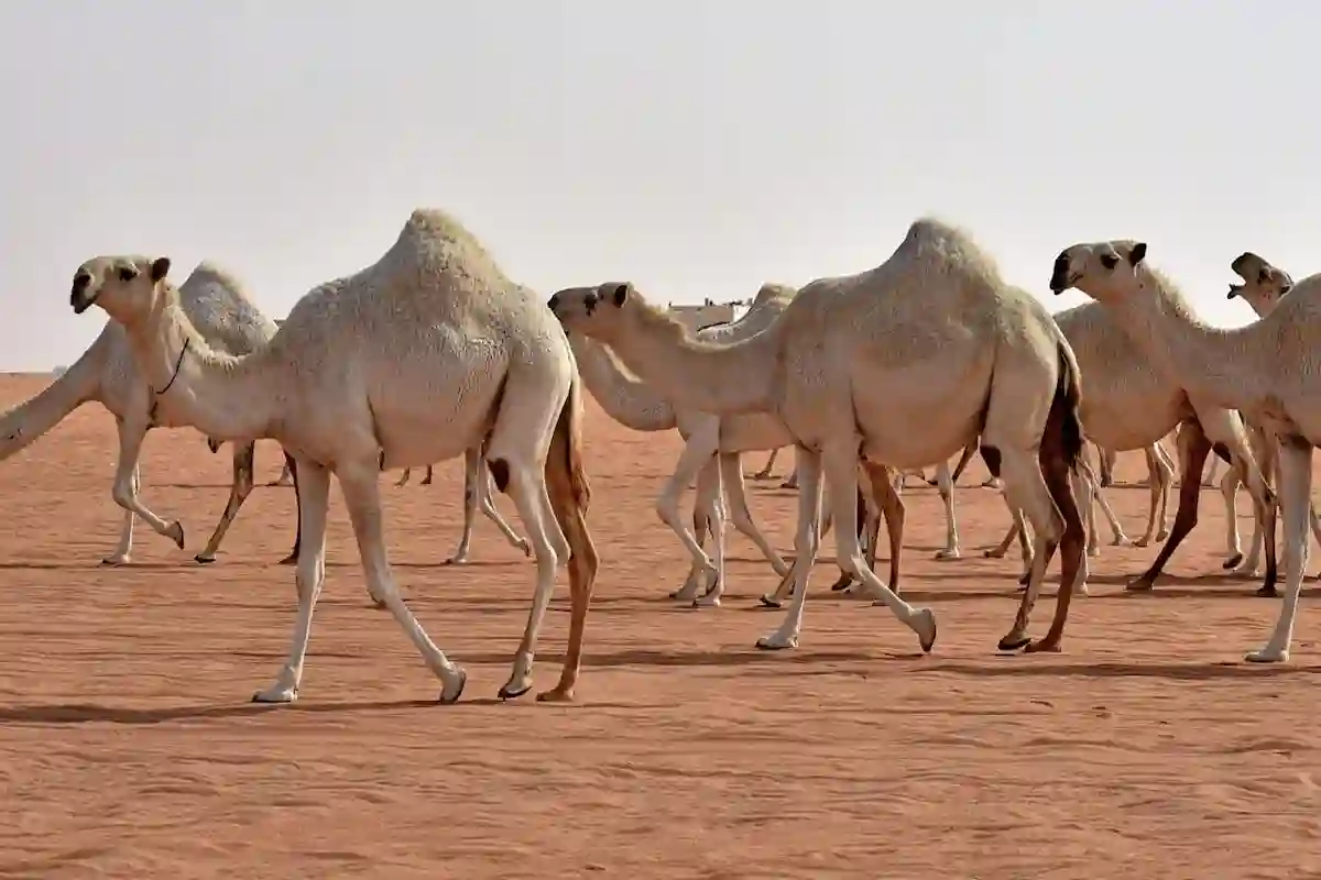 عبر نما | طريقة تقديم طلب ترقيم الابل بعد انتهاء المهلة المجانية