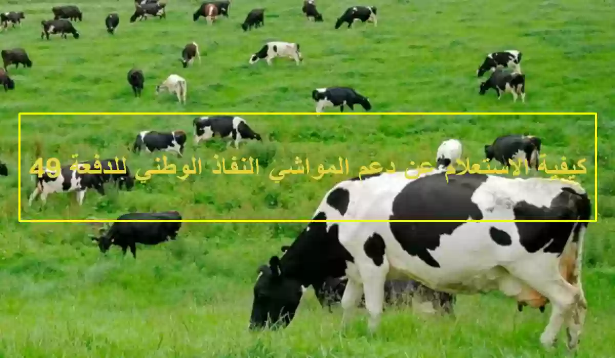 كيفية الاستعلام عن دعم المواشي النفاذ الوطني للدفعة 49 لشهر أكتوبر 1445