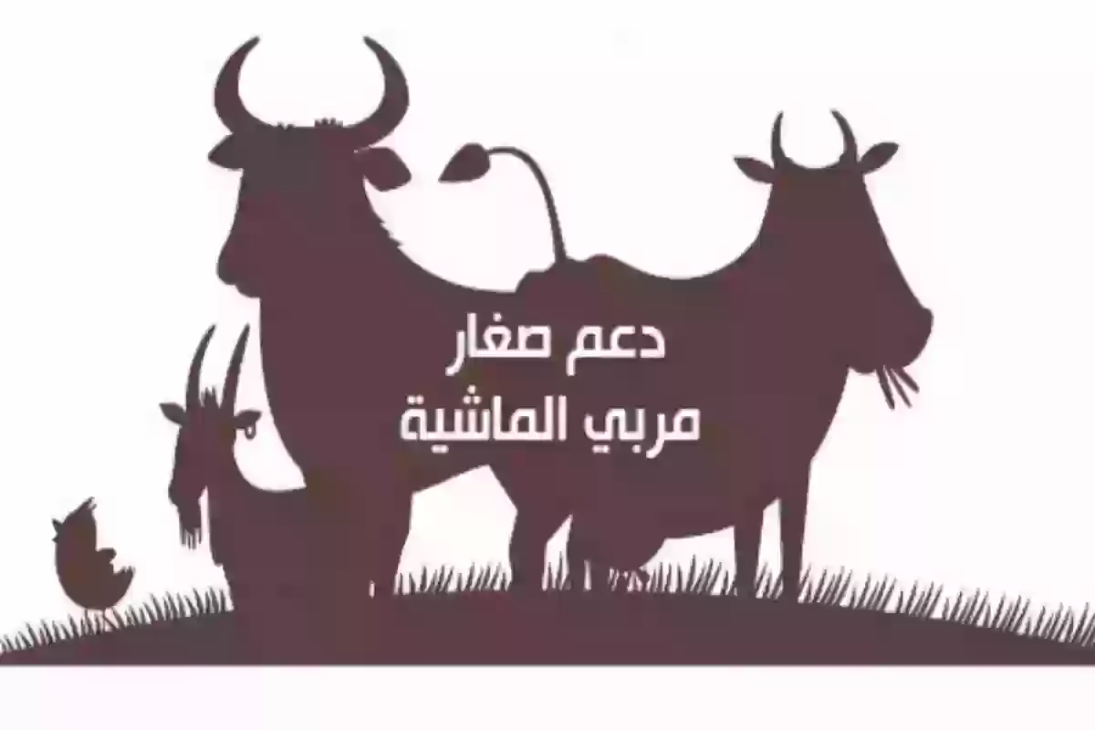 شروط الحصول على دعم المواشي في السعودية والفئات المستفيدة