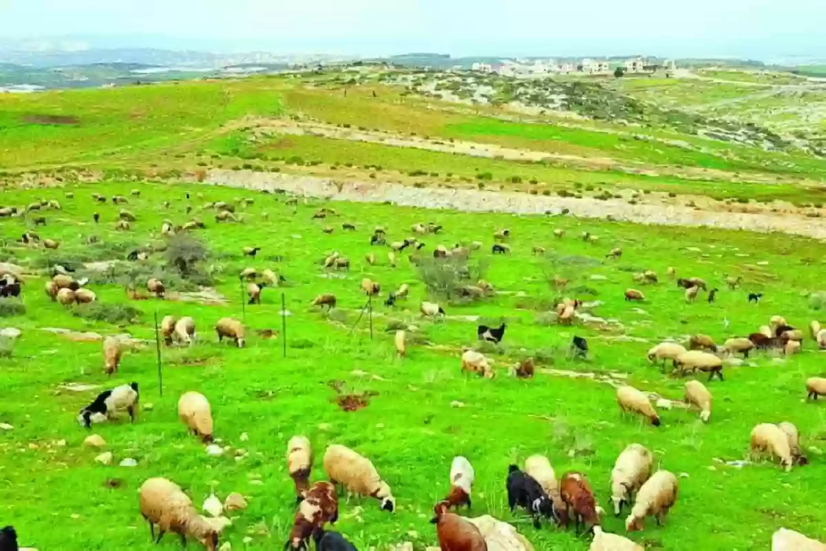  التسجيل في دعم المواشي في المملكة