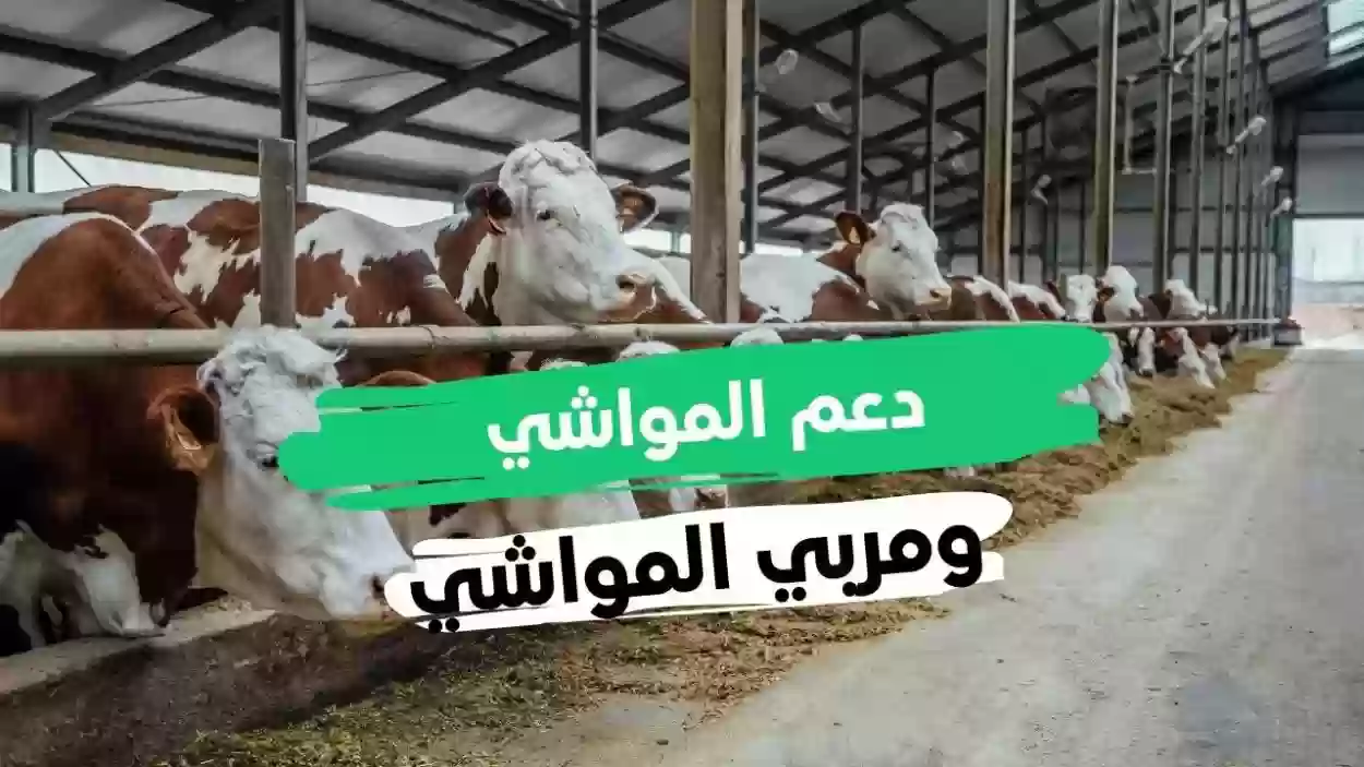 بعد ساعات.. بدء صرف دعم المواشي في السعودية لشهر ديسمبر 1446