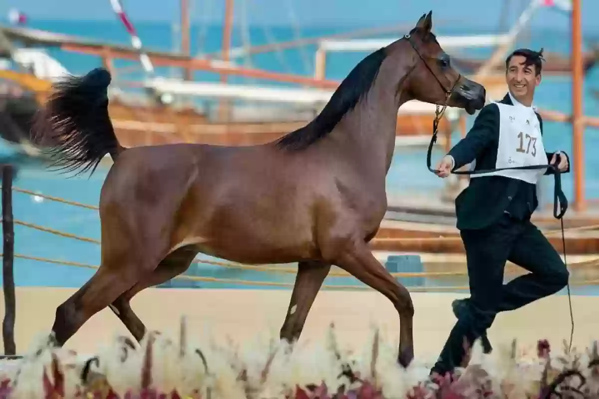 جولات الجياد العربية تنتهي على أرض الرياض.. اعرف التفاصيل