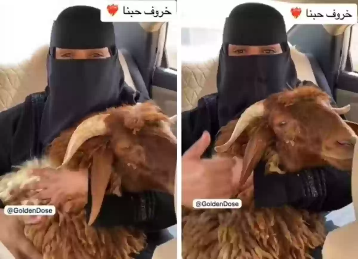  سعودية تهدي زوجها خروف وتعطي نصائح رومانسية للنساء