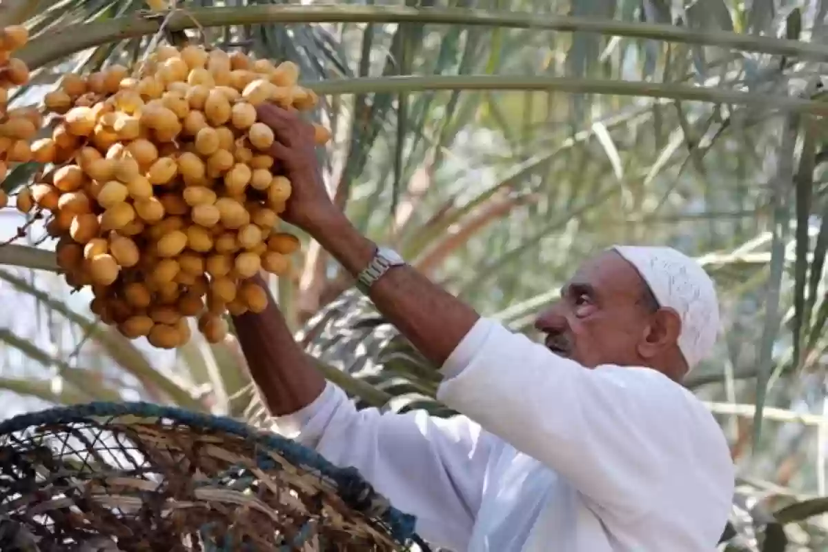 تحت شعار عالم التمور.. وزارة البيئة السعودية تفتتح المعرض الدولي للتمور 