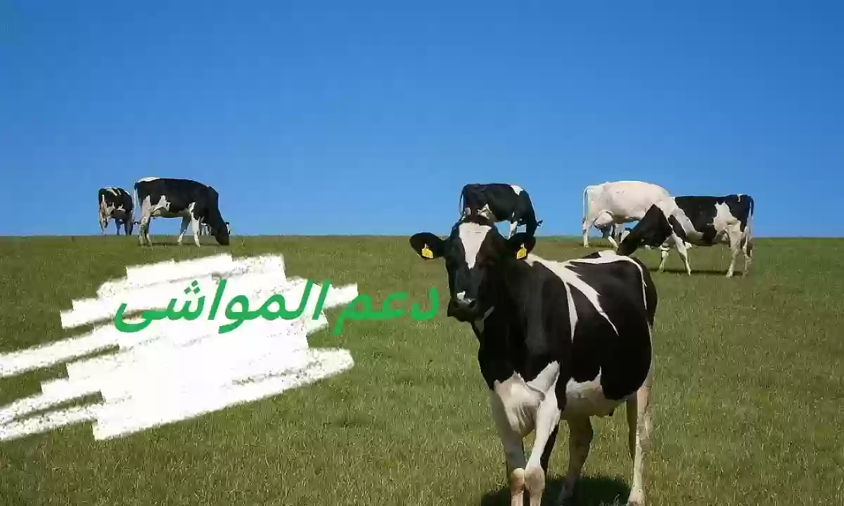 متى ينزل دعم المواشي بعد التسجيل؟