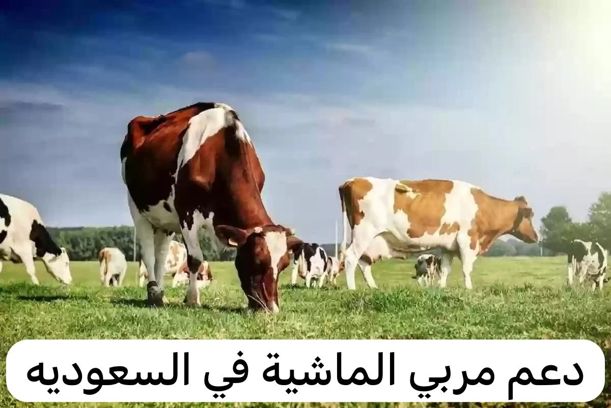 معايير دعم المواشي