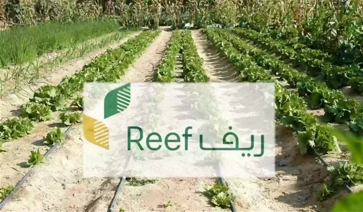 من هي الفئات المستحقة للدعم الريفي؟ ريف تجيب وتوضح أهم الشروط