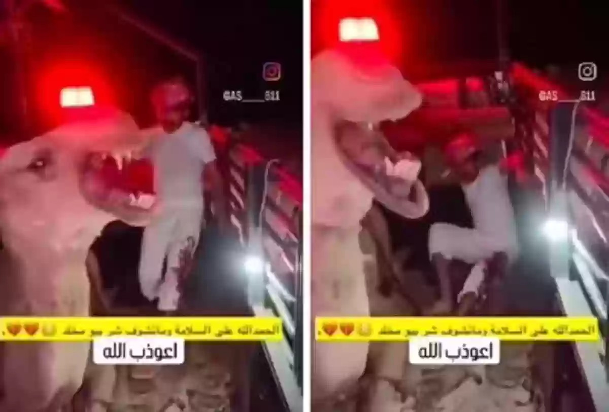  «شاهد» جمل يهجم على شاب سعودي وعلى أنيابه دماء منه